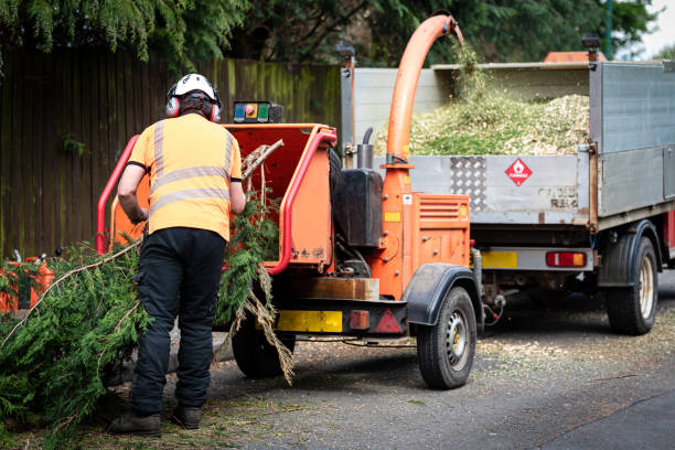 Best Tree Branch Trimming  in Mason, TX